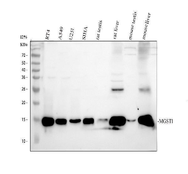 Anti-Microsomal Glutathione S-transferase 1/MGST1 Antibody Picoband®