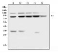 Anti-MLH1 Antibody Picoband®