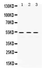 Anti-MMP1 Antibody Picoband®
