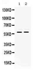 Anti-MMP8 Antibody Picoband®