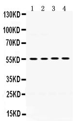 Anti-MMP8 Antibody Picoband®