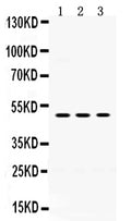 Anti-Oligodendrocyte myelin glycoprotein/OMG Antibody Picoband®