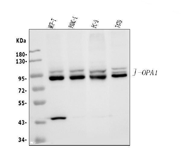 Anti-OPA1 Antibody Picoband®