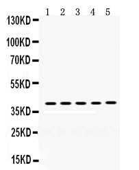 Anti-Oncostatin M/OSM Antibody Picoband®