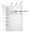 Anti-PAK5/PAK7 Antibody Picoband®
