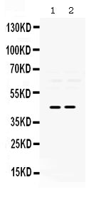 Anti-Pax2 Antibody Picoband®