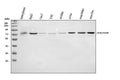 Anti-Cytochrome P450 Reductase/POR Antibody Picoband®