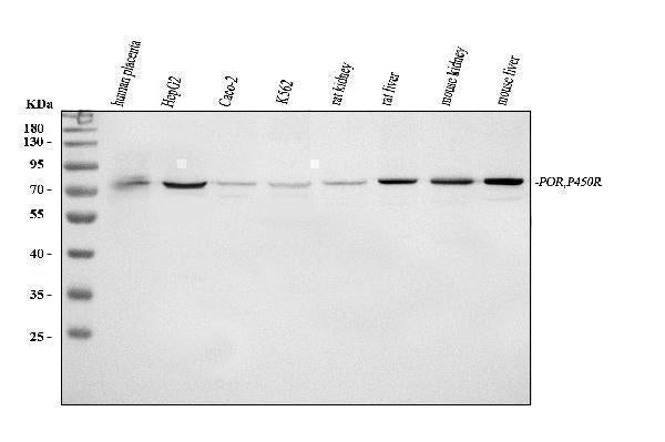Anti-Cytochrome P450 Reductase/POR Antibody Picoband®
