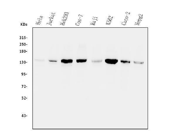 Anti-Myosin Phosphatase/PPP1R12A Antibody Picoband®