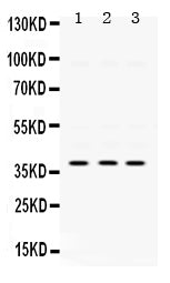 Anti-AMPK beta 1/PRKAB1 Antibody Picoband®