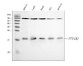 Anti-PTP4A2 Antibody Picoband®
