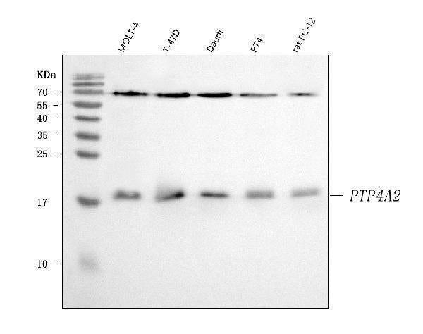 Anti-PTP4A2 Antibody Picoband®