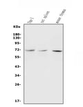 Anti-c-Rel Antibody Picoband®
