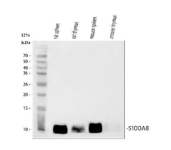 Anti-MRP8/S100A8 Antibody Picoband®
