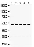 Anti-Syndecan-1/SDC1 Antibody Picoband®