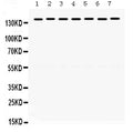 Anti-SMC3 Antibody Picoband®
