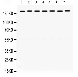 Anti-SMC3 Antibody Picoband®