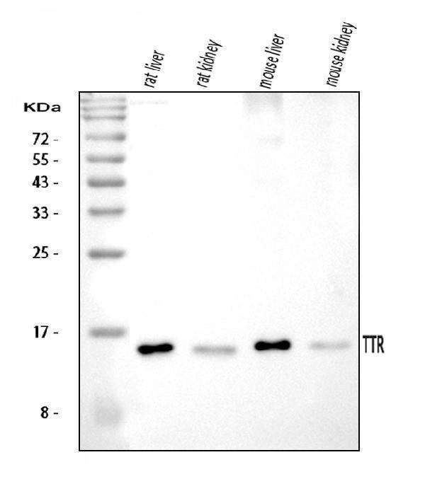 Anti-Prealbumin/TTR Antibody Picoband®