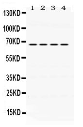 Anti-NUR77/NR4A1 Antibody Picoband®