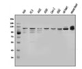 Anti-OGT/O-Linked N-Acetylglucosamine Transferase Antibody Picoband®
