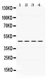 Anti-PAX6 Antibody Picoband®