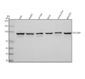 Anti-ALIX/PDCD6IP Antibody Picoband®