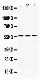 Anti-ERp57/PDIA3 Antibody Picoband®