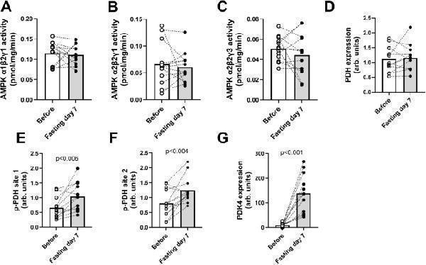 Anti-PDK4 Antibody Picoband®