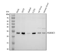 Anti-PGRMC1 Antibody Picoband®