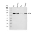 Anti-PIGR Antibody Picoband®