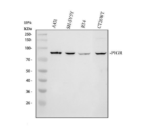 Anti-PIGR Antibody Picoband®