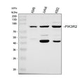 Anti-PI 3 Kinase p85 beta/PIK3R2 Antibody Picoband®