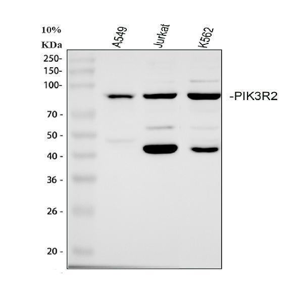 Anti-PI 3 Kinase p85 beta/PIK3R2 Antibody Picoband®