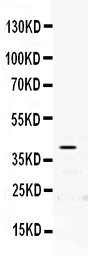 Anti-PON2 Antibody Picoband®
