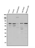 Anti-POT1 Antibody Picoband®