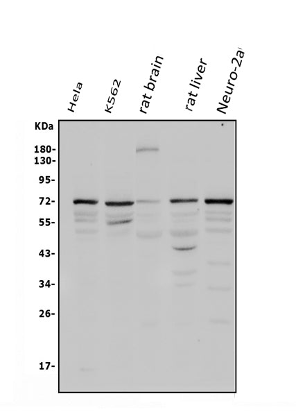 Anti-POT1 Antibody Picoband®