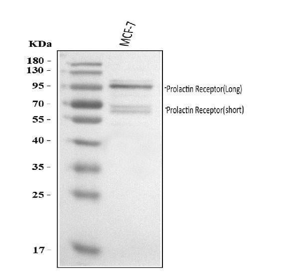 Anti-Prolactin Receptor/PRLR Antibody Picoband®