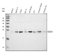 Anti-Rab5/RAB5A Antibody Picoband®