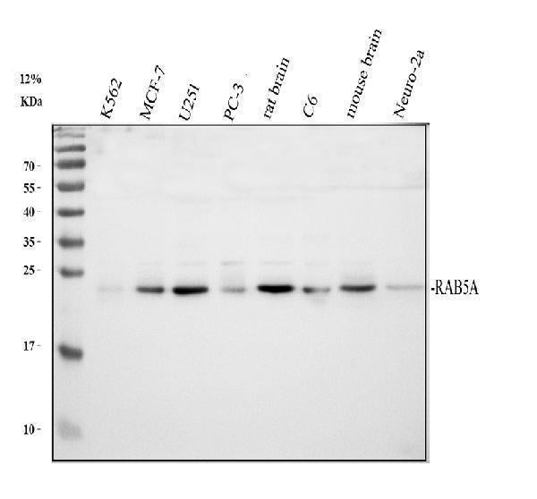 Anti-Rab5/RAB5A Antibody Picoband®