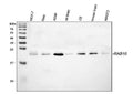 Anti-RAB10 Antibody Picoband®