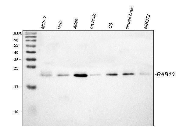 Anti-RAB10 Antibody Picoband®