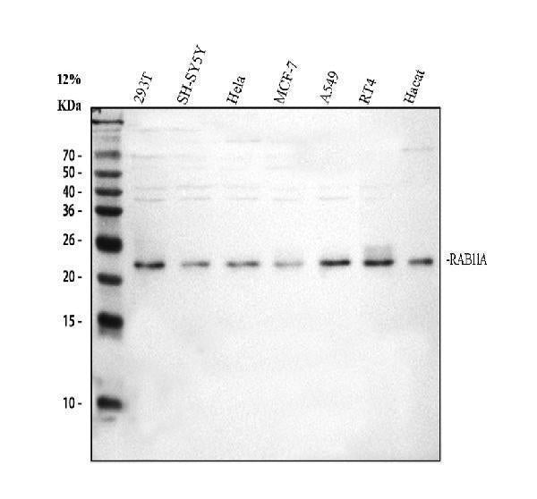 Anti-Rab11A Antibody Picoband®