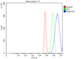 Anti-RAB13 Antibody Picoband®
