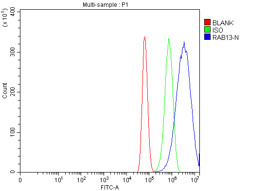 Anti-RAB13 Antibody Picoband®