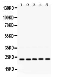 Anti-Rab18 Antibody Picoband®