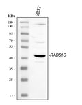 Anti-Rad51C Antibody Picoband®