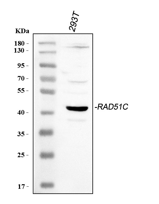 Anti-Rad51C Antibody Picoband®