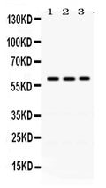 Anti-RAG2 Antibody Picoband®