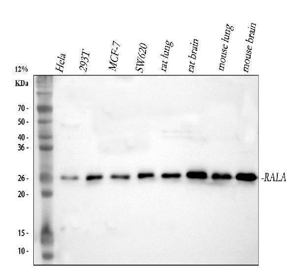 Anti-RALA Antibody Picoband®