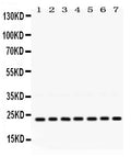 Anti-RALB Antibody Picoband®